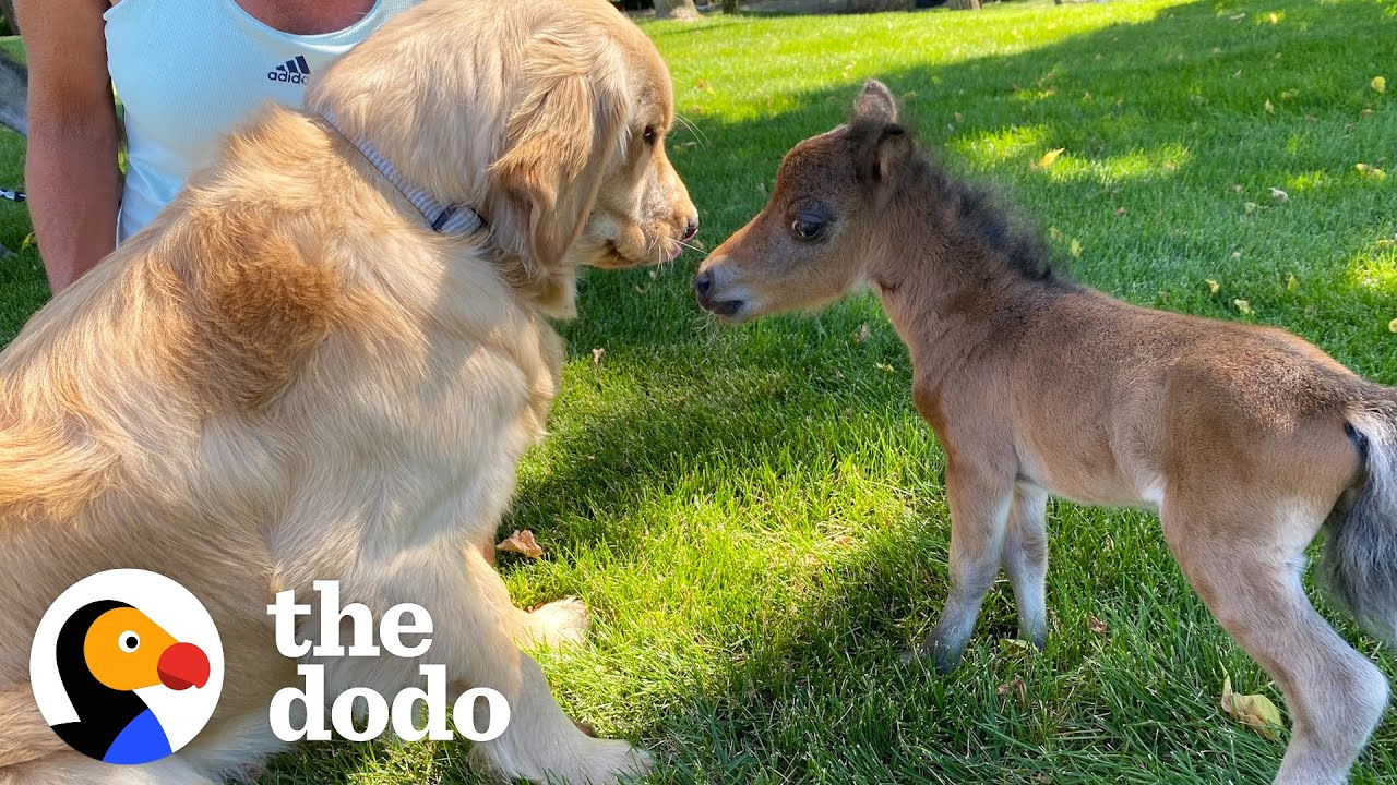 Orphaned Mini Horse Grows Up In A House Full Of Dogs